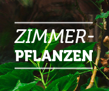 Zimmerpflanzen Nürnberger Land